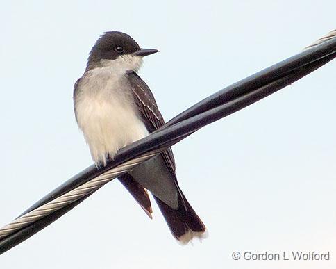 Bird On A Wire_DSCF04956.jpg - Eastern Kingbird (Tyrannus tyrannus) photographed at Smiths Falls, Ontario, Canada.